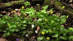 Waldsteinia Fragariodes Plant Blooming