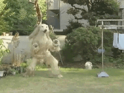 Walking Afghan Hound Dog Man GIF