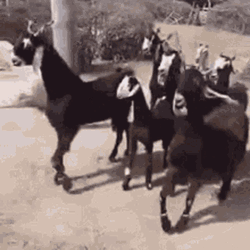Walking Cool Black Funny Goats GIF
