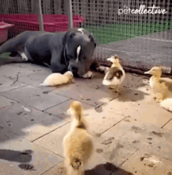 Walking Duck Approaching Dog Cute Animals GIF