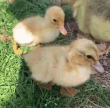 Walking Duck Cute Camera Zoom Curious GIF