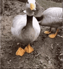 Walking Duck Cute Feet Stomp GIF