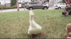 Walking Duck Grass Teddy Bear Stuffed Toy GIF