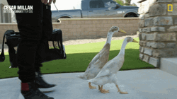 Walking Ducks Cesar Millan National Geographic GIF