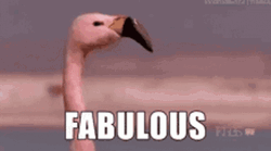 Walking Flamingo Fabulous GIF
