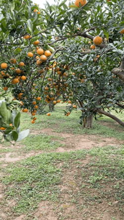 Walking In Orange Farm GIF