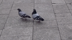 Walking Pigeon  Swag GIF