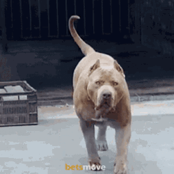 Walking Pitbull  GIF