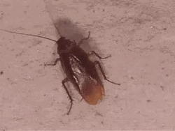 Walking Roach GIF