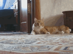 Walking Shock Cat GIF