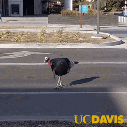 Walking Turkey Meme GIF