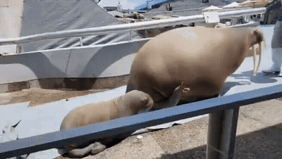 Walrus And Baby Walrus Behind Fence At Aquarium GIF