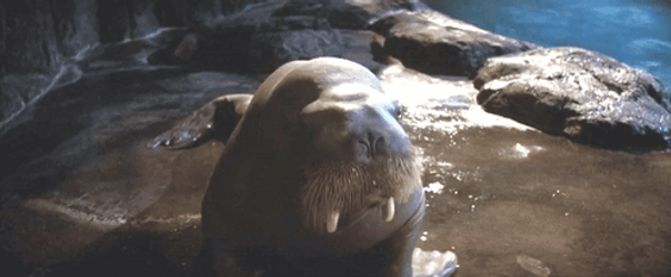 Walrus In 50 First Dates GIF