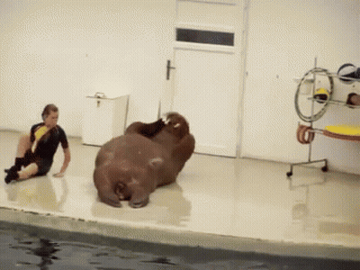 Walrus Laying On Back Next To Sitting Man GIF