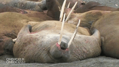 Walrus Laying On Ground With Open Mouth GIF