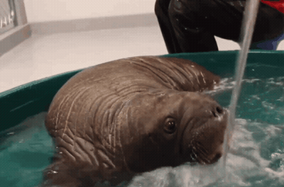 Walrus Lying In Tub With Water Pouring Out GIF