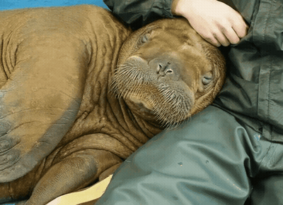 Walrus Lying On Lap With Hand On Head GIF