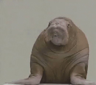 Walrus On Pool Edge Looking GIF