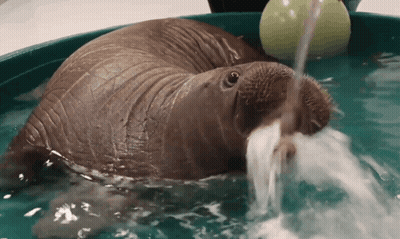 Walrus Playing With Ball In Bucket Of Water GIF