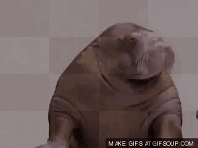 Walrus Saying Indeed Indeed Indeed Indeed GIF