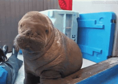 Walrus Sitting In Front Of Blue Cooler Saying Cc GIF