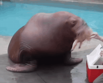 Walrus Sitting Next To Red Cooler In Water GIF