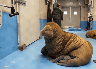 Walrus Sitting On Blue Floor Near Exit GIF