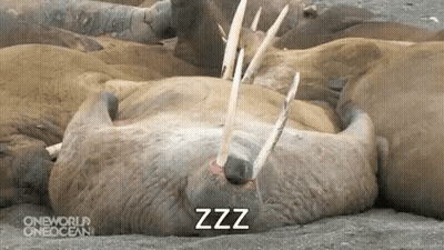 Walrus Sleeping With Mouth Open Zzz GIF