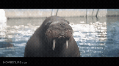 Walrus Swimming In Water GIF