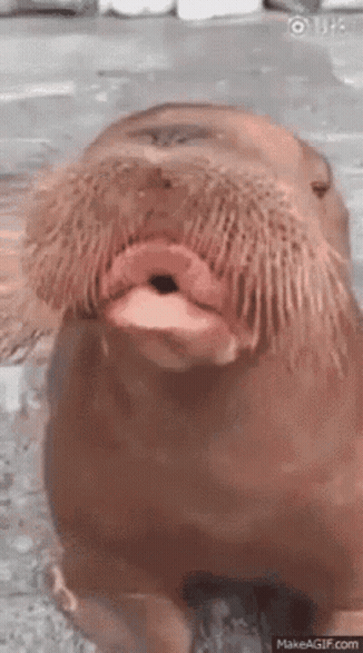 Walrus With Long Beard Staring Open Mouth GIF