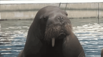 Walrus With Long Mustache In Water GIF