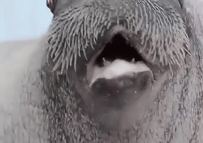 Walrus With Man Behind GIF