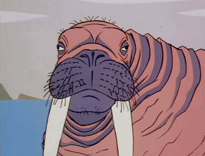 Walrus With Mouth Open And Tusks GIF