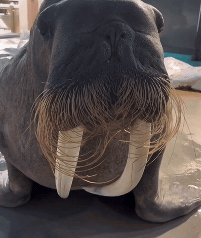 Walrus With Very Long Beard And Tusks GIF