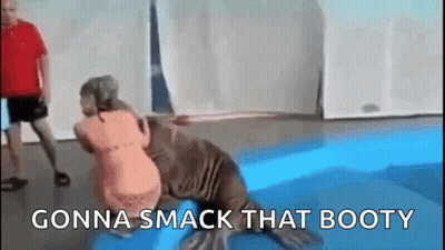 Walrus Wrestling Woman In Pool GIF