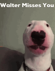 Walter Dog Misses You GIF