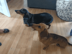 Want Something Wiener Dog GIF