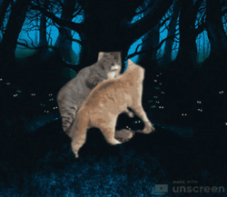 Warrior Cats GIF