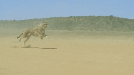 Warrior Cheetah Running In The Dessert  GIF