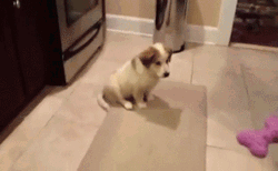 Wasted Dog Catch Play Fail GIF