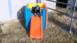 Wasted Goat Slide Fall GIF