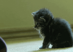Wasted Kitten Falls GIF