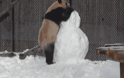 Wasted Panda Stunt GIF