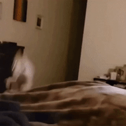 Watch Out For Dog Zoomies GIF