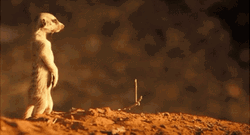 Watchful Meerkat Standing Upright GIF