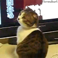 Watching Surprised Cat GIF