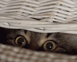 Watching You Ferret Cat GIF