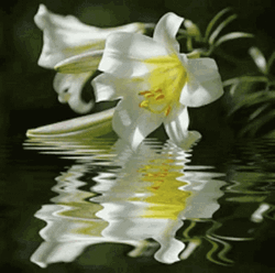 Water Lilies Flower Blooming GIF