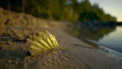 Water Reflection On A Leaf GIF