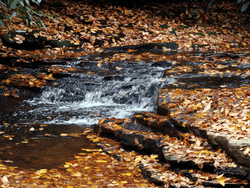 Waterfall Nature Forest Stream Autumn Vibes GIF